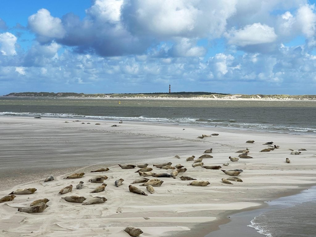 Zeehonden en vuurtoren van Ameland