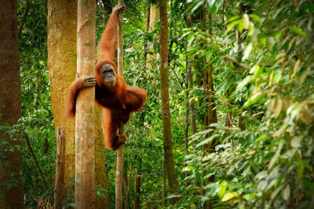 Orang oetang in de jungle van Borneo