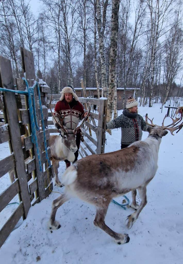 Sami met de rendieren in Lapland