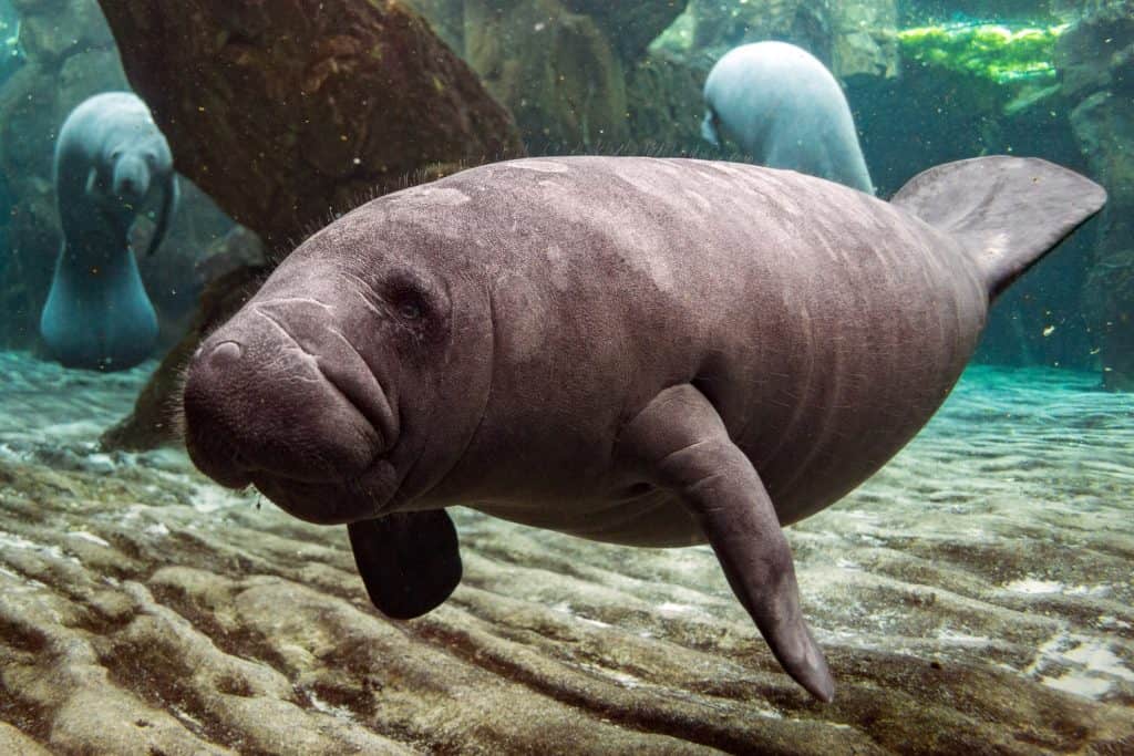 Baby manatee