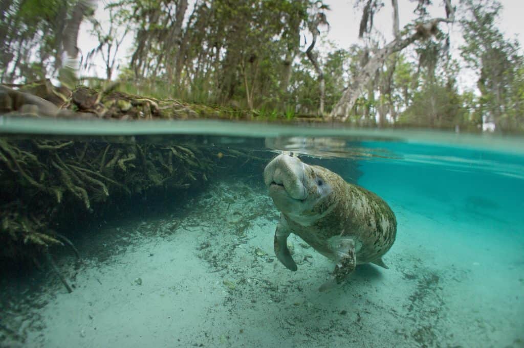 Zeekoe in Three Sisters spring in Crystal River, Florida