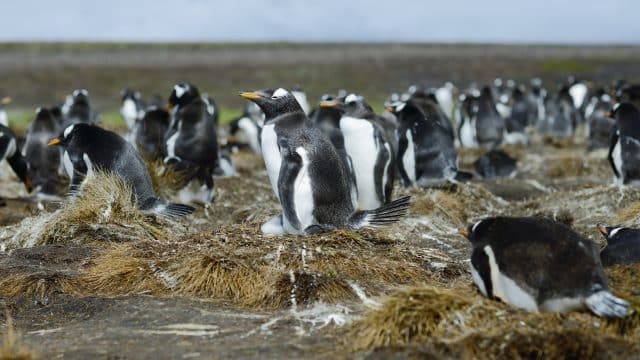 Das Klima von Falklandinseln