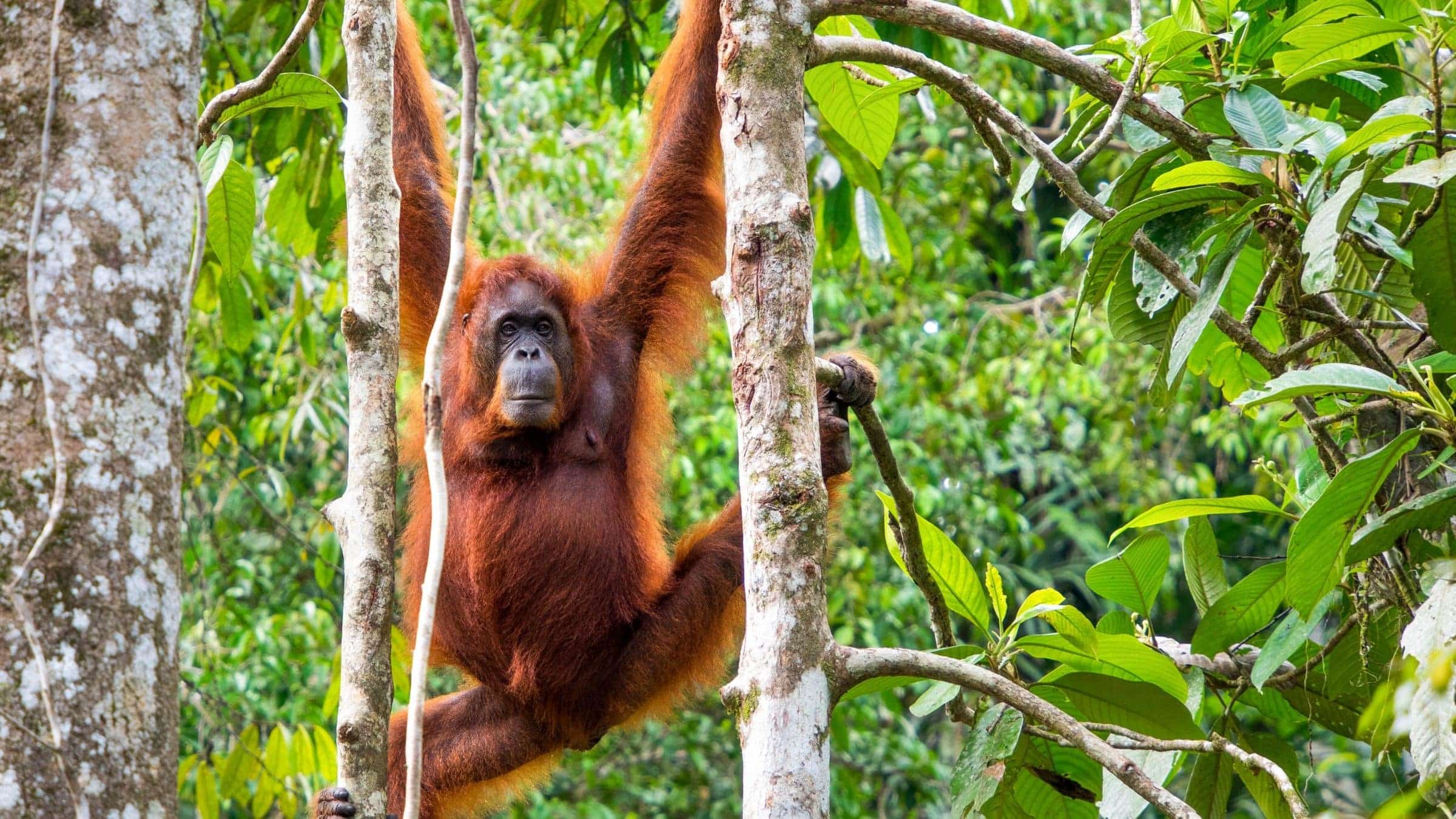 borneo-m-t-o-et-climat-quand-partir-temp-rature