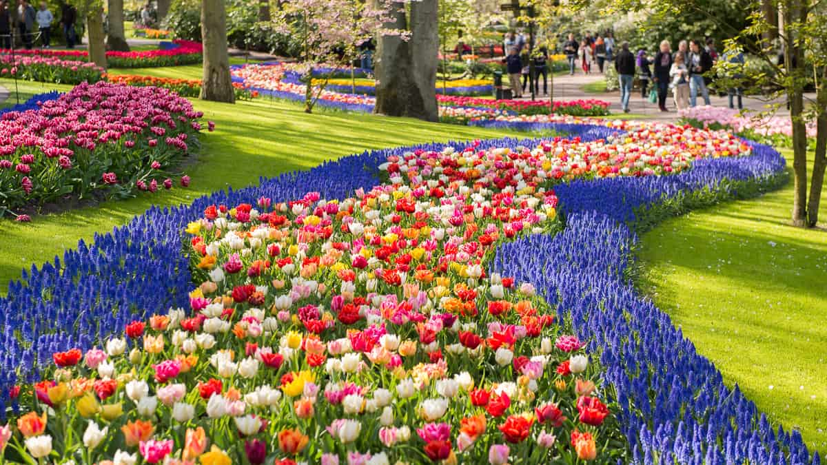 Keukenhof weather and climate ☀️ Best time to visit 🌡️ Temperature