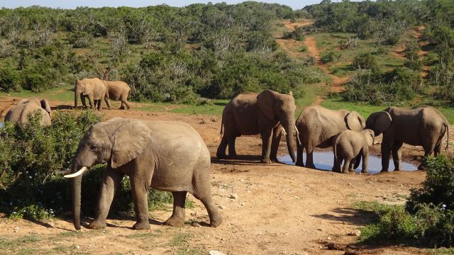 Le climat de Addo Elephant National Park