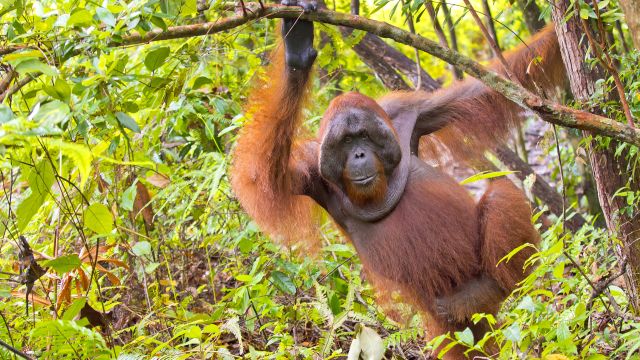 Das Klima von Borneo