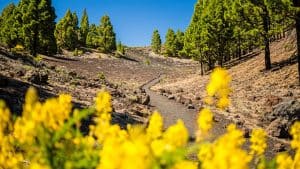 Het weer in maart 2025 in La Palma, Spanje