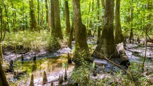 Het weer in Congaree National Park, South Carolina in december 2014