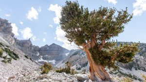 Het weer in Great Basin National Park, Nevada in juli 2017