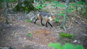 Het weer in Isle Royale National Park, Michigan in mei 2024