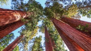 Het klimaat van Sequoia & Kings Canyon National Park, Californië