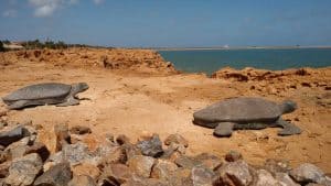 Het klimaat van Port Hedland, Australië