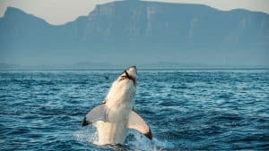 Het klimaat van Gansbaai, Zuid-Afrika