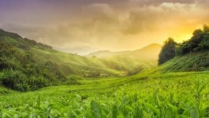 Het weer in Cameron Highlands, Maleisië in januari 2021