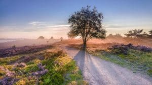 Het weer in Veluwe, Nederland in januari 2021