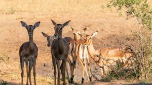 Het weer in Hluhluwe-iMfolozi Park, Zuid-Afrika in augustus 2021