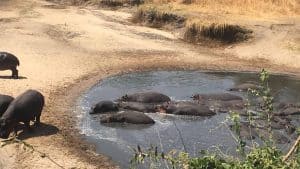 Het weer in Katavi National Park, Tanzania in november 2015