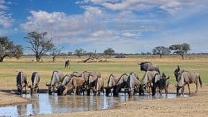 Het klimaat van Kgalagadi Transfrontier Park, Zuid-Afrika