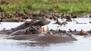 Het weer in Lake Manyara National Park, Tanzania in maart 2017