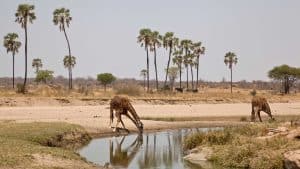 Het weer in Ruaha National Park, Tanzania in maart 2024