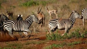 Het weer in Tsavo West National Park, Kenia in september 2015