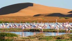 Het weer in Walvis Bay, Namibië in juni 2023