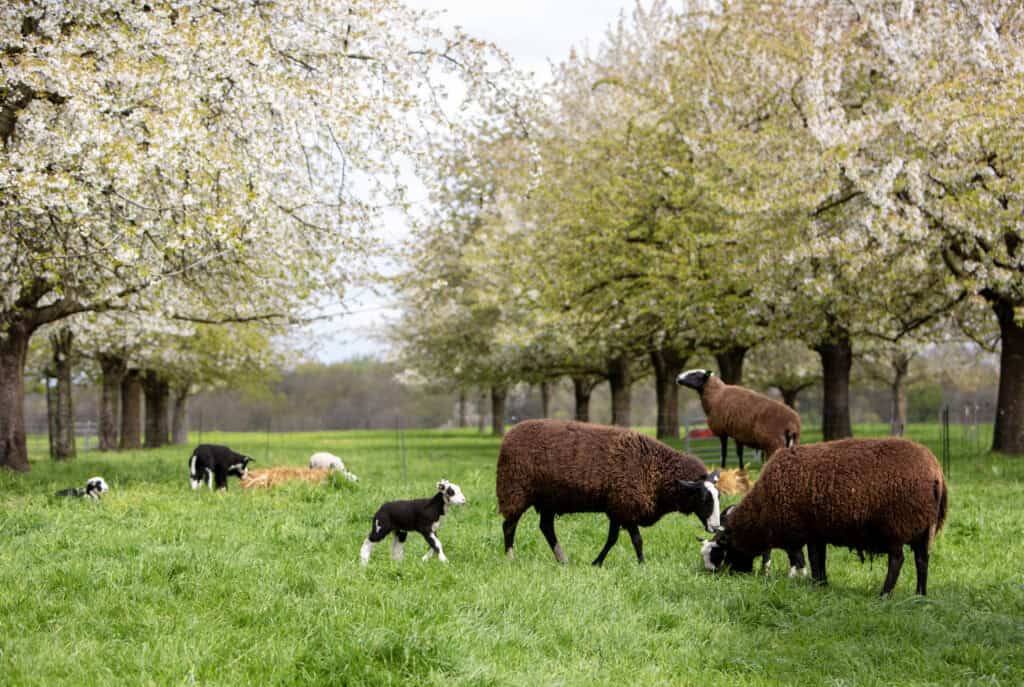 schaapjes en fruitbomen met bloesem in de lente in Margraten, Limburg